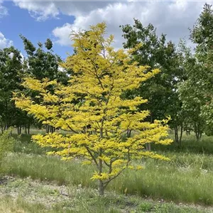 Gleditsia triacanthos 'Sunburst' Gleditsia triacanthos 'Sunburst'