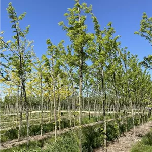 Gleditsia triacanthos 'Streetkeeper' -R- Gleditsia triacanthos 'Streetkeeper' -R-