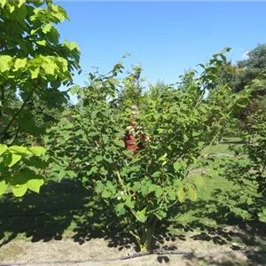 Hamamelis interm.'Barmstedt's Gold'