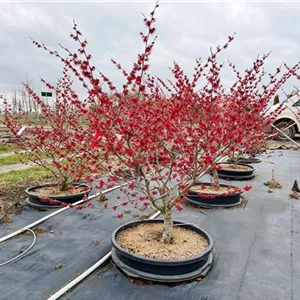 Hamamelis interm.'Diane'