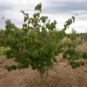 Hamamelis x intermedia 'Feuerzauber'
