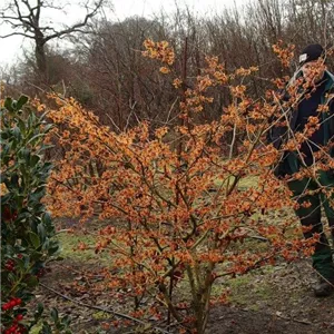 Hamamelis interm.'Jelena'