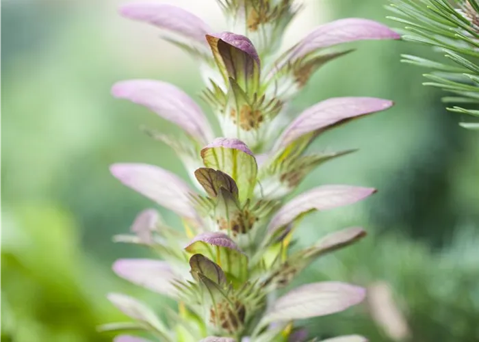 Structural Plants as Architects in the Garden