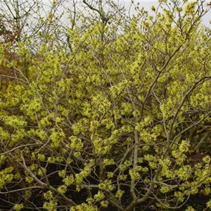 Hamamelis interm.'Pallida'