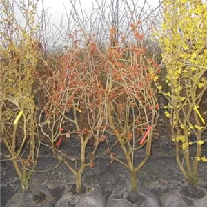 Hamamelis interm.'Ruby Glow'