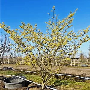 Hamamelis interm.'Westerstede'
