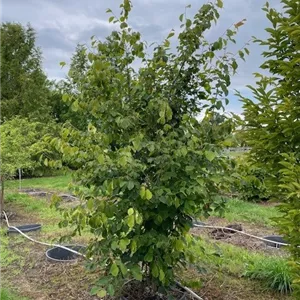Hamamelis virginiana