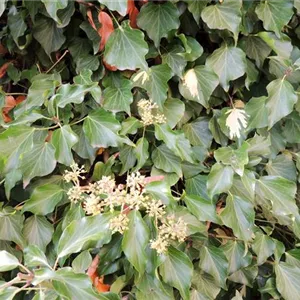 Hedera colchica 'Arborescens' Hedera colchica 'Arborescens'