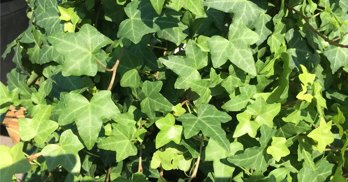 Hedera helix