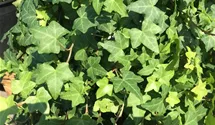 Hedera helix