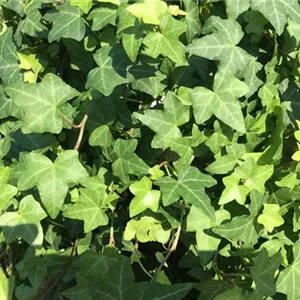 Hedera helix Hedera helix