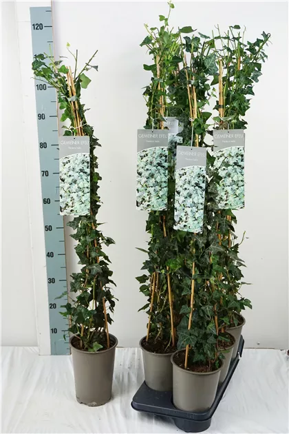 gummibaum ficus robusta Tineke-Gummibaum - Ficus elastica Tineke