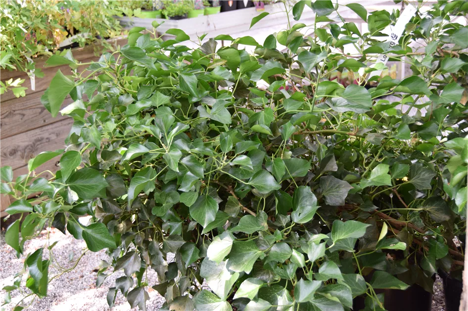 Hedera helix 'Arborescens'