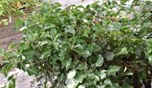 kunstpflanze wohnzimmer Kunstpflanze Ficus Cassia | 180cm | Bestseller main image 0