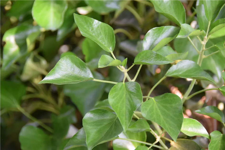 Hedera helix 'Arborescens'