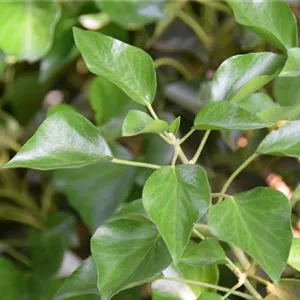 Hedera helix 'Arborescens' Hedera helix 'Arborescens'