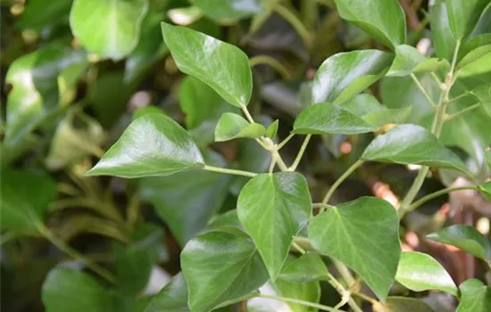 Hedera helix 'Arborescens'