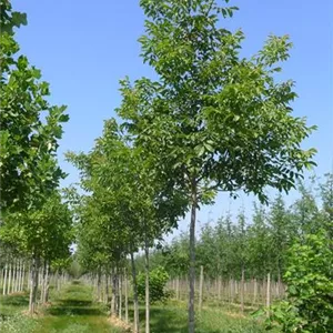 Juglans regia 'Franquette' Juglans regia 'Franquette'