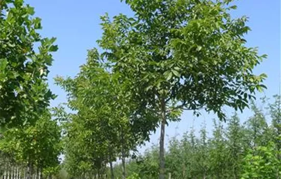 Juglans regia 'Franquette'