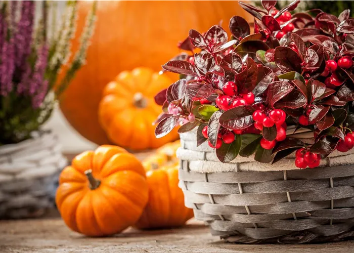 The Front Door as a Business Card – Ideas for Autumn Decoration