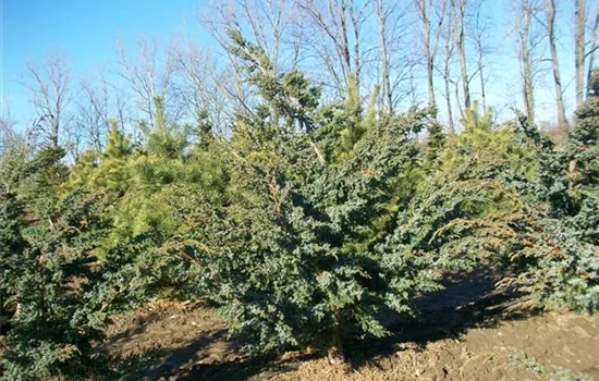 Juniperus chin. 'Blue Alps'