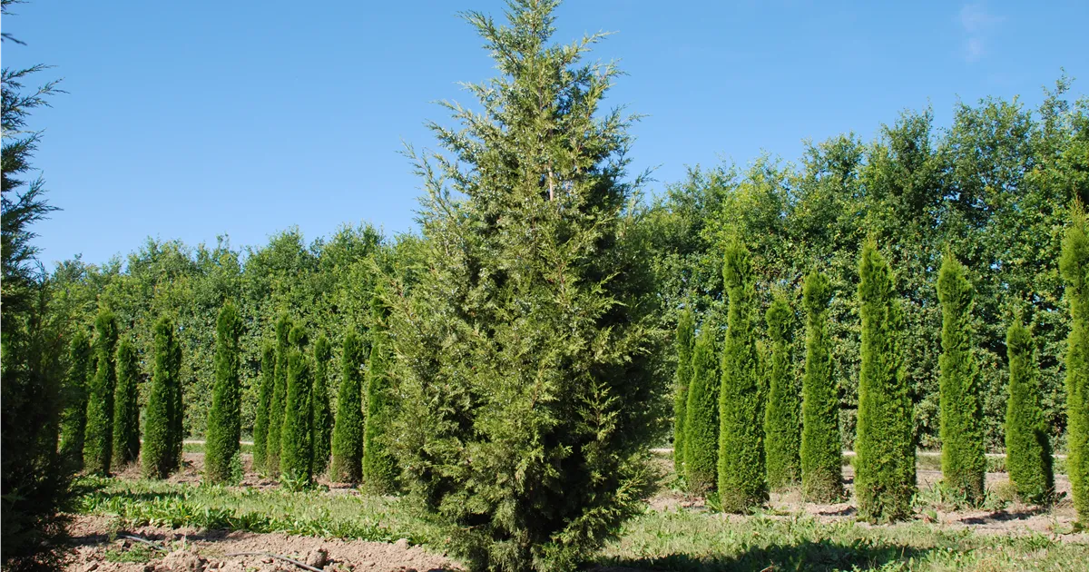 Juniperus chin. 'Keteleeri'