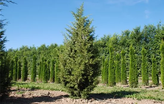 Juniperus chin. 'Keteleeri'