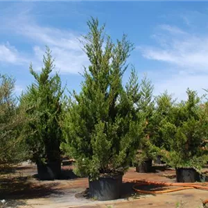 Juniperus chin.'Spartan' Juniperus chin.'Spartan'