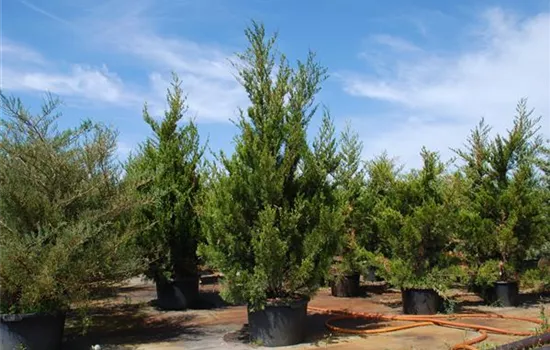 Juniperus chin. 'Spartan'
