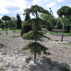Juniperus com.'Green Carpet' Juniperus com.'Green Carpet'