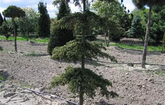 Juniperus com.'Green Carpet'