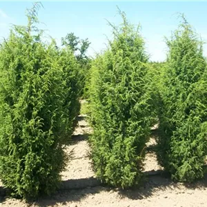 Juniperus com.'Hibernica' Juniperus com.'Hibernica'