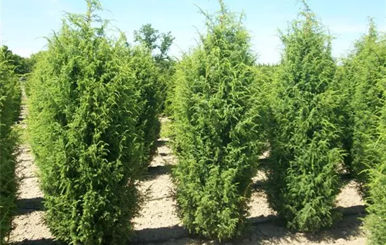 Juniperus com.'Hibernica'