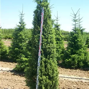 Juniperus com.'Meyer' Juniperus com.'Meyer'