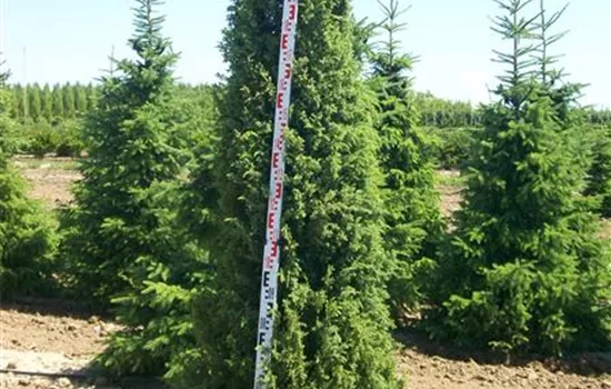 Juniperus com.'Meyer' Juniperus com.'Meyer'