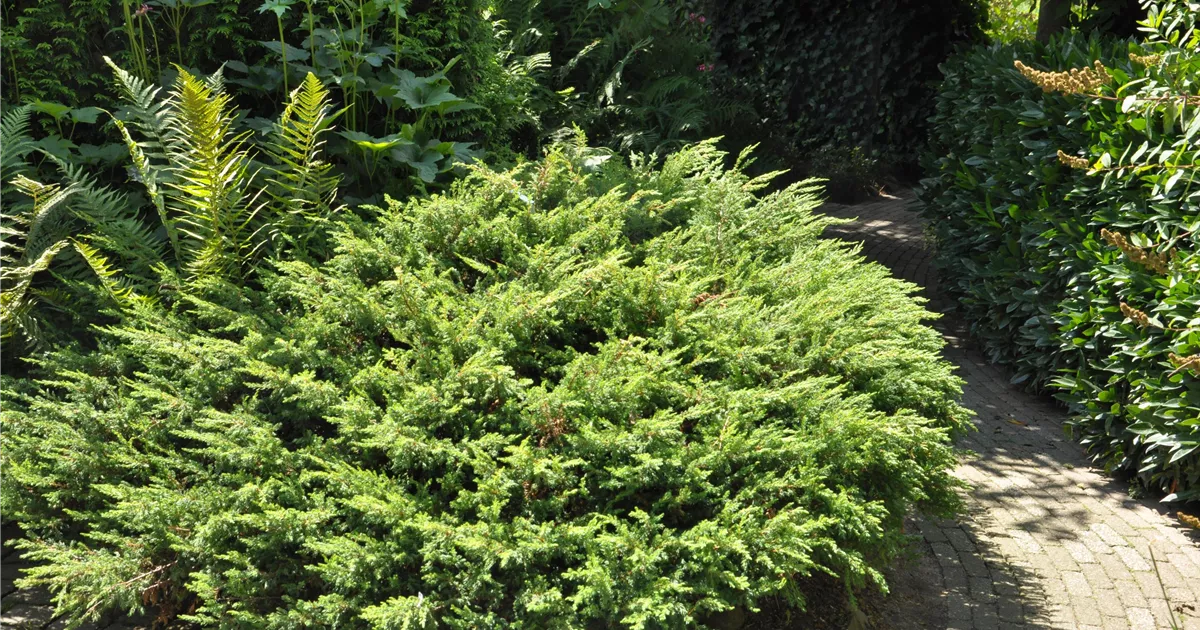 Juniperus com.'Repanda'