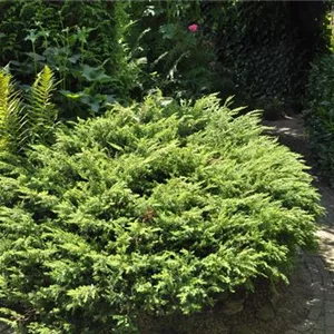 Juniperus com.'Repanda' Juniperus com.'Repanda'