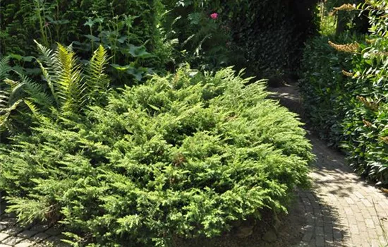 Juniperus com.'Repanda' Juniperus com.'Repanda'