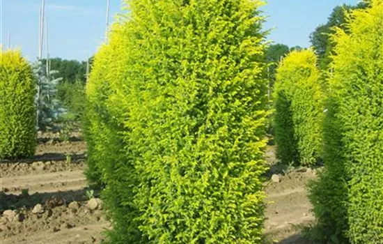 Juniperus com. 'Suecica'