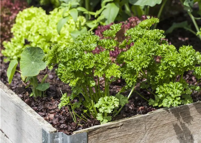 The DIY Raised Bed: Useful, Modern, and Super Practical