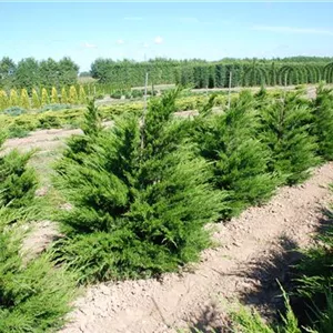 Juniperus media 'Mint Julep' Juniperus media 'Mint Julep'