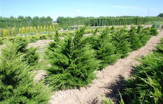 Juniperus x pfitzeriana 'Mint Julep'