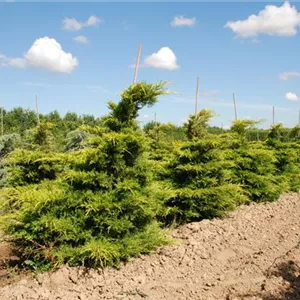 Juniperus media 'Old Gold' Juniperus media 'Old Gold'