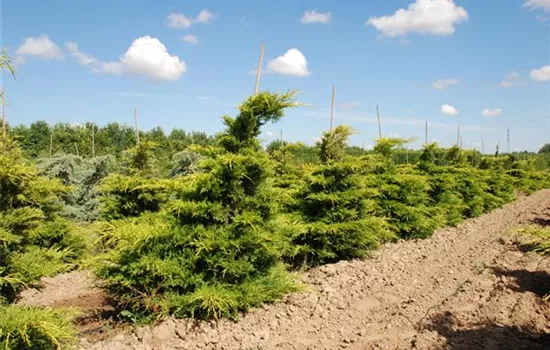 Juniperus chinensis 'Old Gold'