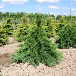 Juniperus sabina 'Tamariscifolia' Juniperus sabina 'Tamariscifolia'