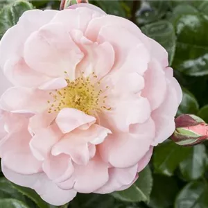Die Duftrose – Eine Bereicherung für den Garten
