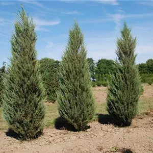 Juniperus scopulorum 'Blue Arrow' Juniperus scopulorum 'Blue Arrow'