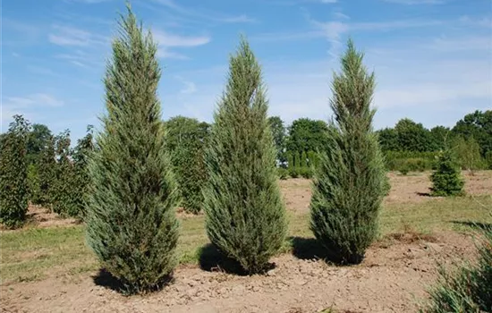 Juniperus virginiana 'Blue Arrow'