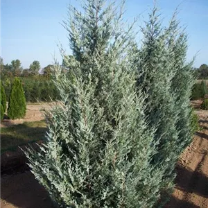 Juniperus scopulorum 'Wichita Blue' Juniperus scopulorum 'Wichita Blue'