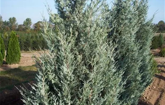 Juniperus virginiana 'Wichita Blue'